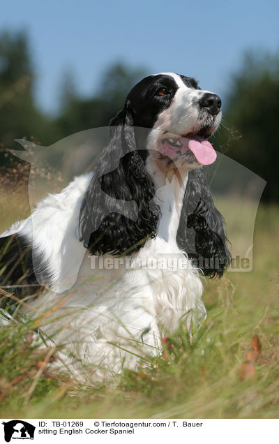 sitting English Cocker Spaniel / TB-01269