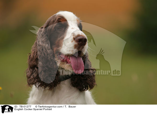 English Cocker Spaniel Portrait / TB-01277