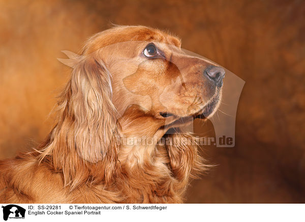 English Cocker Spaniel Portrait / SS-29281
