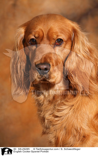 English Cocker Spaniel Portrait / SS-29285