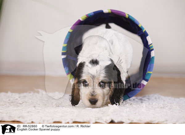 English Cocker Spaniel puppy / RR-52860