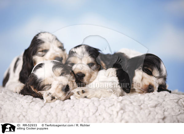 sitting Cocker puppies / RR-52933