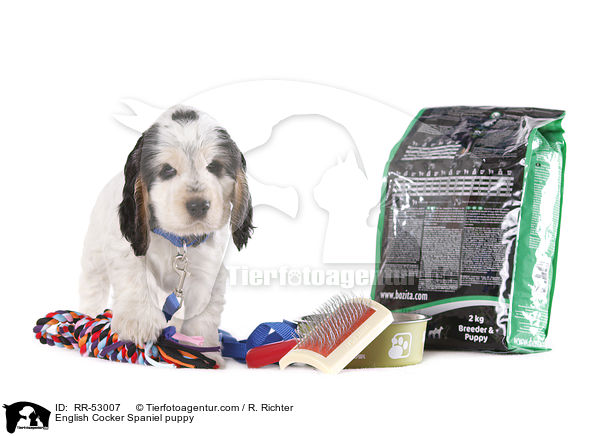 English Cocker Spaniel puppy / RR-53007