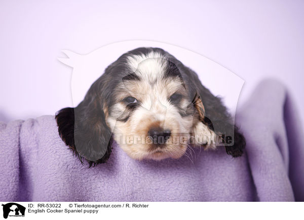 English Cocker Spaniel puppy / RR-53022