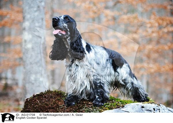 English Cocker Spaniel / AG-01708