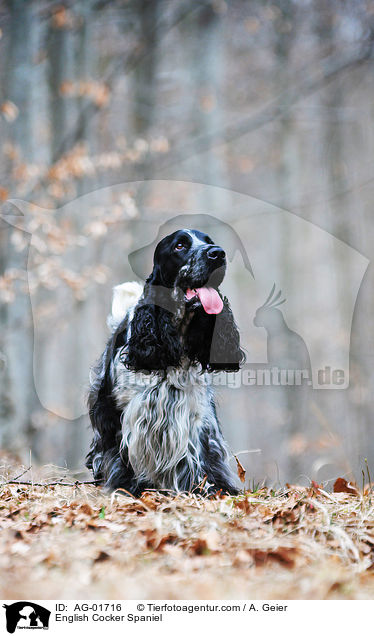 English Cocker Spaniel / AG-01716