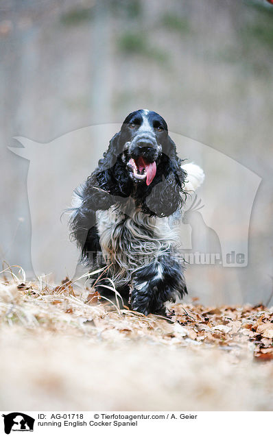 running English Cocker Spaniel / AG-01718