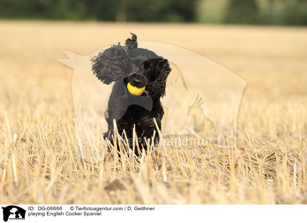 playing English Cocker Spaniel / DG-06666