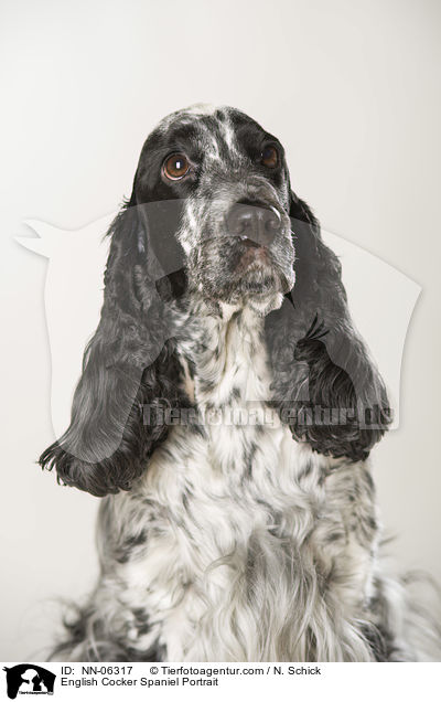 English Cocker Spaniel Portrait / NN-06317