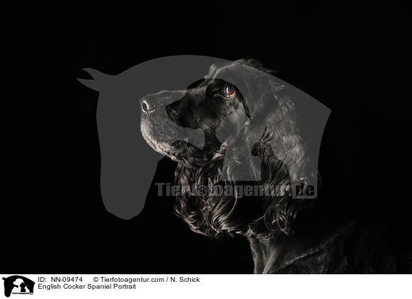 English Cocker Spaniel Portrait / NN-09474