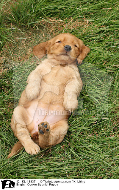 English Cocker Spaniel Puppy / KL-13837