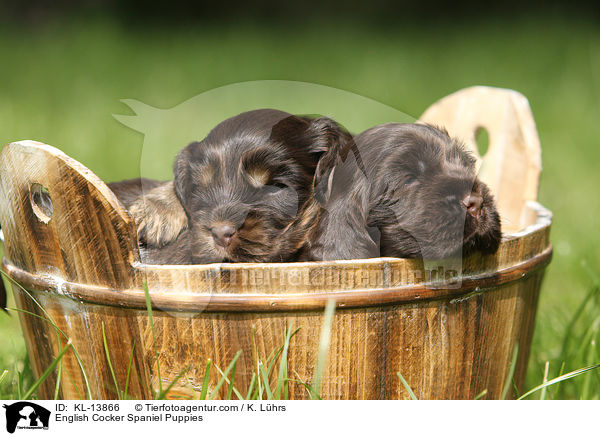 English Cocker Spaniel Puppies / KL-13866