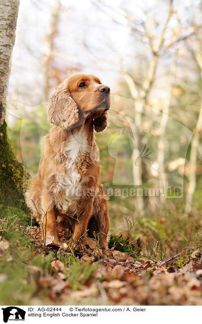 sitting English Cocker Spaniel / AG-02444