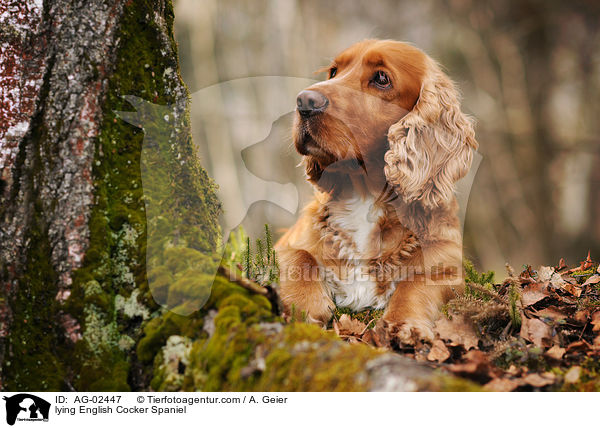 lying English Cocker Spaniel / AG-02447