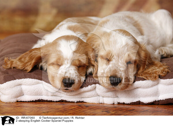 2 sleeping English Cocker Spaniel Puppies / RR-67060