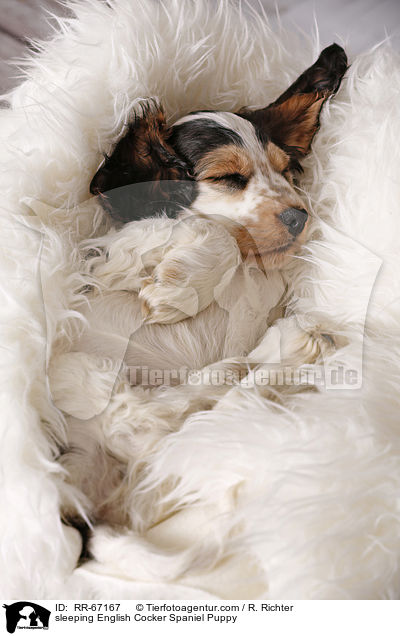 sleeping English Cocker Spaniel Puppy / RR-67167