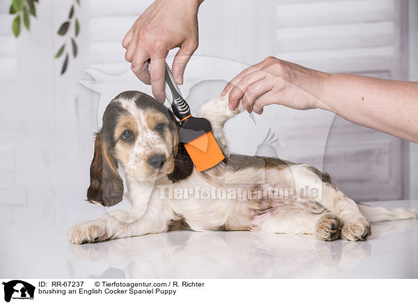 brushing an English Cocker Spaniel Puppy / RR-67237