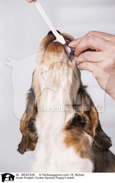 brush English Cocker Spaniel Puppy's teeth / RR-67249