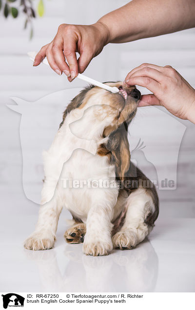 brush English Cocker Spaniel Puppy's teeth / RR-67250