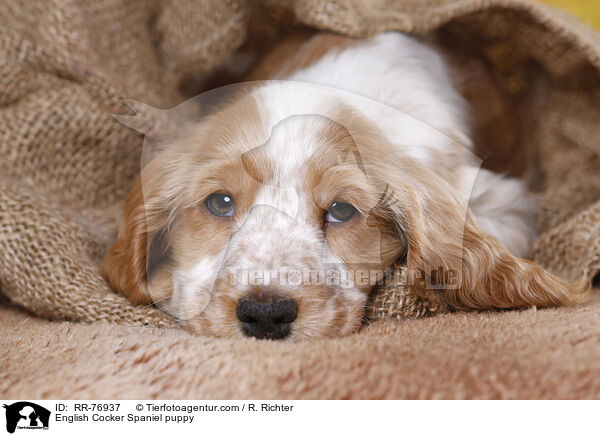 English Cocker Spaniel puppy / RR-76937