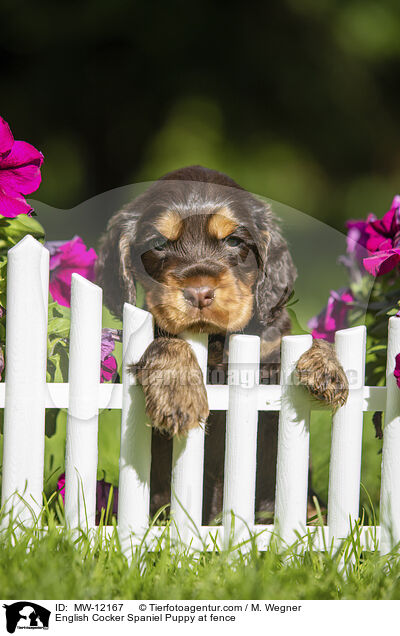 English Cocker Spaniel Puppy at fence / MW-12167