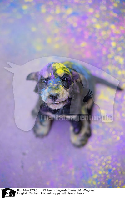 English Cocker Spaniel puppy with holi colours / MW-12370