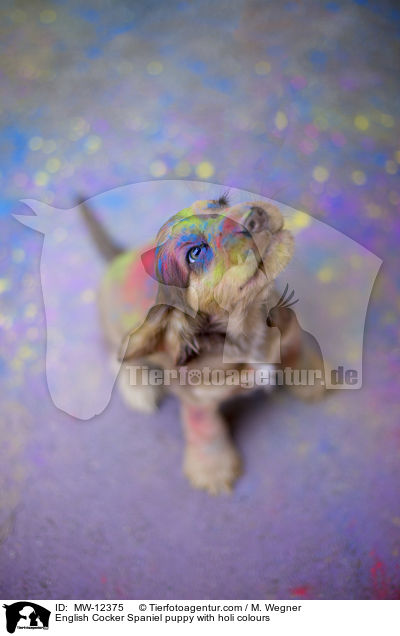 English Cocker Spaniel puppy with holi colours / MW-12375