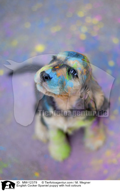 English Cocker Spaniel puppy with holi colours / MW-12379