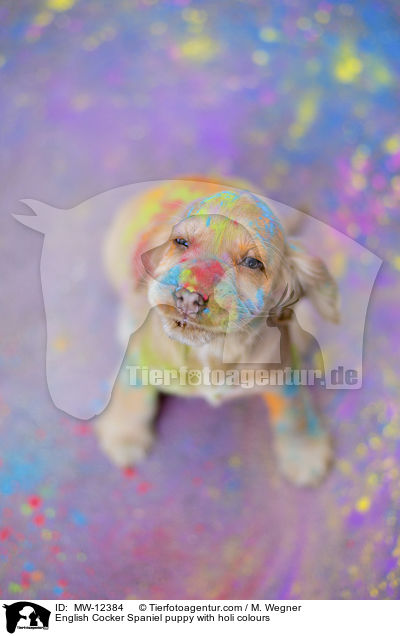 English Cocker Spaniel puppy with holi colours / MW-12384