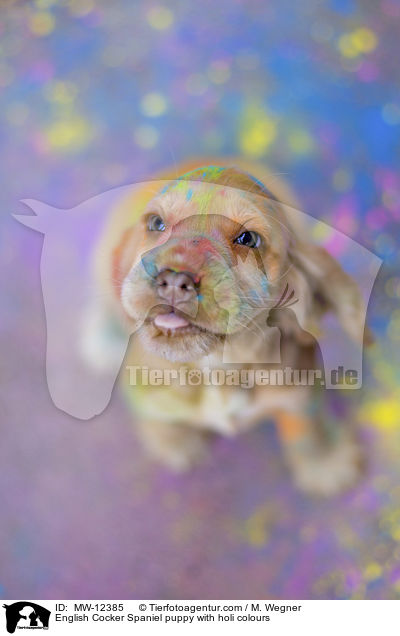 English Cocker Spaniel puppy with holi colours / MW-12385