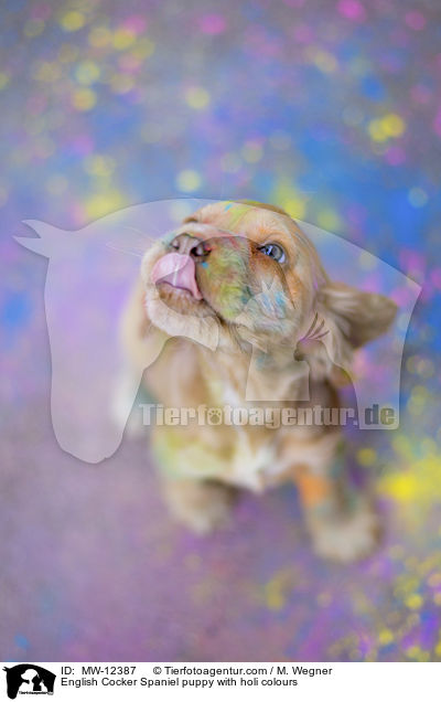 English Cocker Spaniel puppy with holi colours / MW-12387
