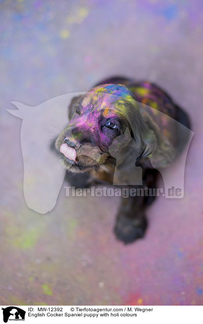 English Cocker Spaniel puppy with holi colours / MW-12392