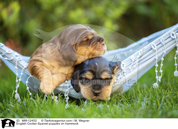 English Cocker Spaniel puppies on hammock / MW-12452