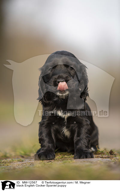 schwarzer English Cocker Spaniel Welpe / black English Cocker Spaniel puppy / MW-12567