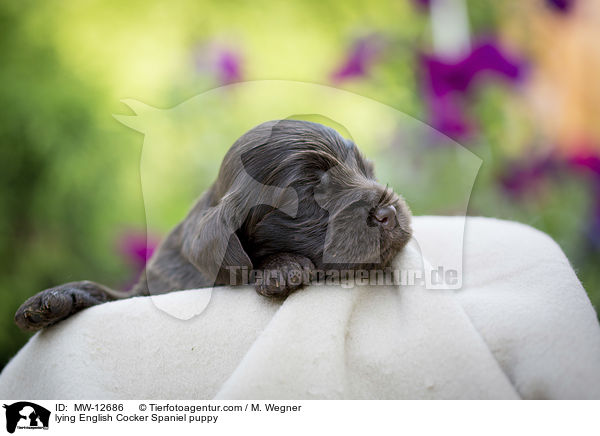 liegender English Cocker Spaniel Welpe / lying English Cocker Spaniel puppy / MW-12686