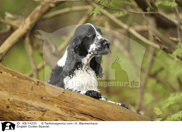 English Cocker Spaniel / English Cocker Spaniel / KB-14233