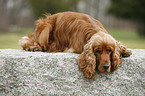 English Cocker Spaniel