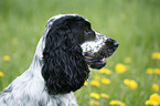 English Cocker Spaniel