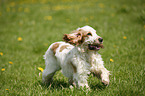 running English Cocker Spaniel