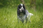 English Cocker Spaniel