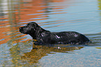 black English Cocker Spaniel