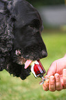 English Cocker Spaniel eating icecream