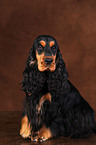 English Cocker Spaniel