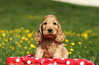 English Cocker Spaniel Puppy