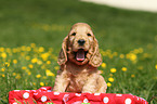 English Cocker Spaniel Puppy