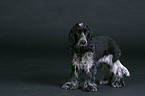 English Cocker Spaniel