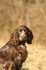 English Cocker Spaniel Portrait