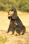 sitting English Cocker Spaniel