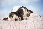 sitting Cocker puppies