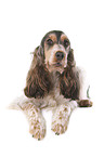 English Cocker Spaniel